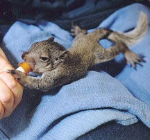 Baby squirrel getting bottle feed at WildCare Animal Hospital